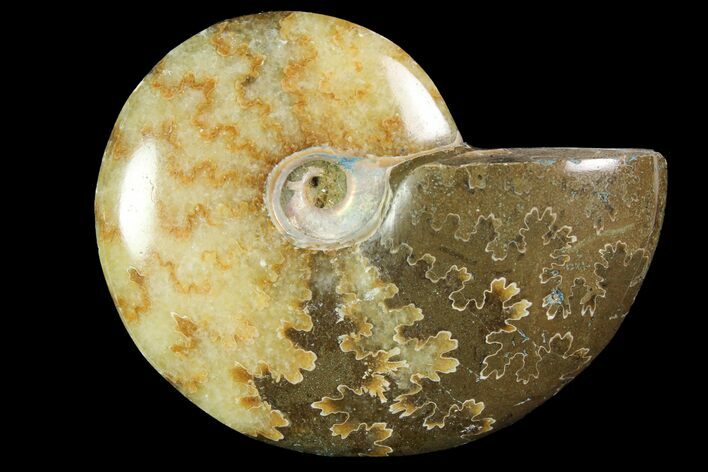 Polished, Agatized Ammonite (Cleoniceras) - Madagascar #119025